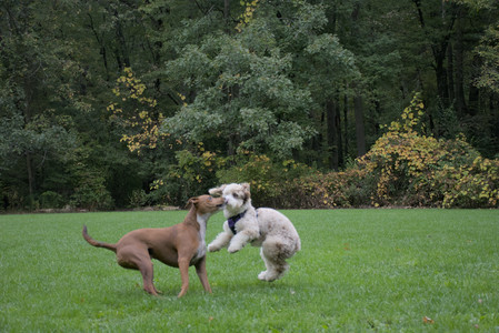 20250923_Imby and Dog Park__DSC0273_.jpg