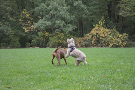 20250923_Imby and Dog Park__DSC0274_.jpg