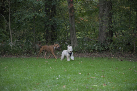 20250923_Imby and Dog Park__DSC0275_.jpg