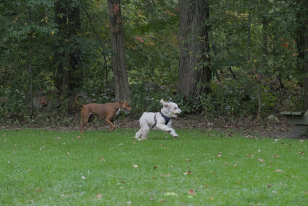 20250923_Imby and Dog Park__DSC0276_.jpg