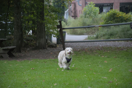 20250923_Imby and Dog Park__DSC0277_.jpg