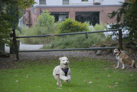 20250923_Imby and Dog Park__DSC0278_.jpg