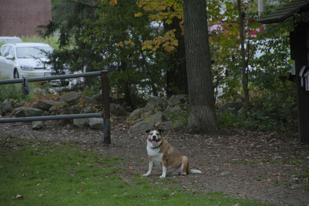 20250923_Imby and Dog Park__DSC0280_.jpg