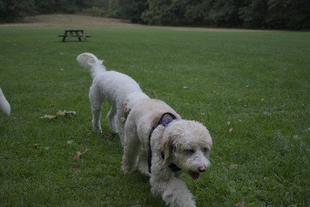 20250923_Imby and Dog Park__DSC0283_.jpg