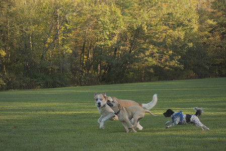 20251010_imby_and_dog_park__DSC0207_.jpg