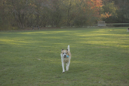 20251010_imby_and_dog_park__DSC0224_.jpg
