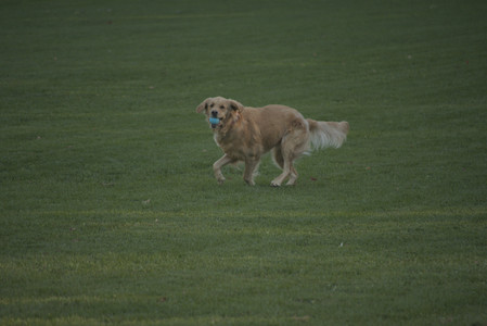 20251010_imby_and_dog_park__DSC0292_.jpg