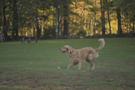 20251010_imby_and_dog_park__DSC0310_.jpg