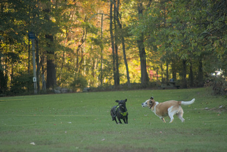 20251010_imby_and_dog_park__DSC0341_.jpg