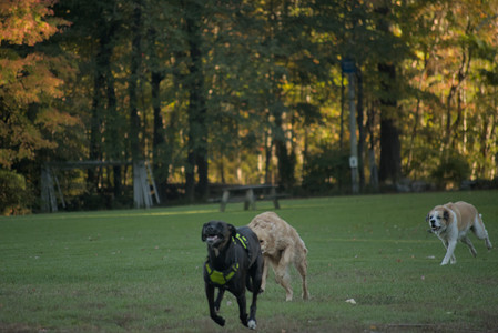 20251010_imby_and_dog_park__DSC0346_.jpg