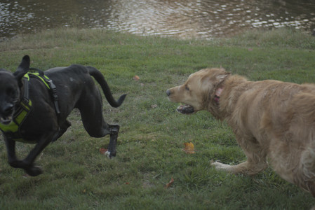 20251010_imby_and_dog_park__DSC0381_.jpg