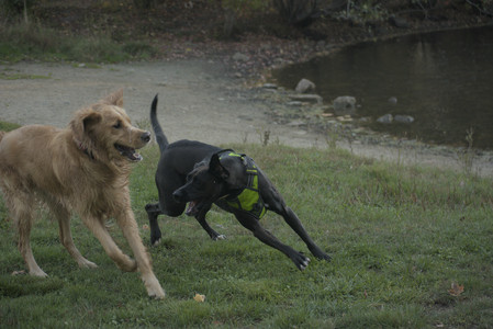 20251010_imby_and_dog_park__DSC0390_.jpg