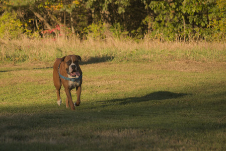 20251010_imby_and_dog_park__DSC0486_.jpg