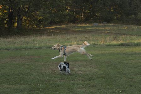 20251010_imby_and_dog_park__DSC0566_.jpg