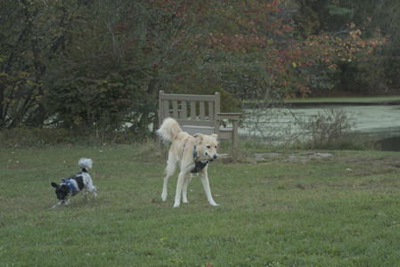 20251010_imby_and_dog_park__DSC0573_.jpg