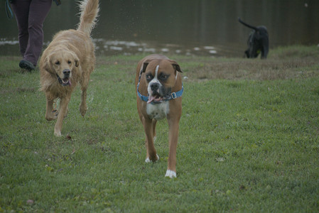 20251010_imby_and_dog_park__DSC0580_.jpg