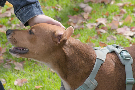 20251025_kitties and dog park with Imby__DSC0064_.jpg