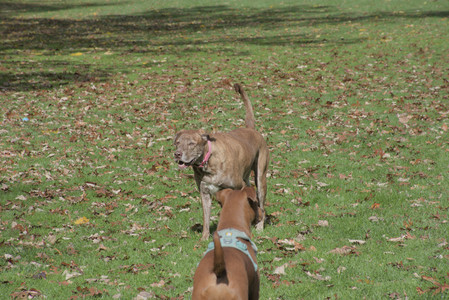 20251025_kitties and dog park with Imby__DSC0065_.jpg