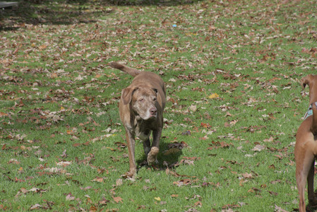 20251025_kitties and dog park with Imby__DSC0066_.jpg