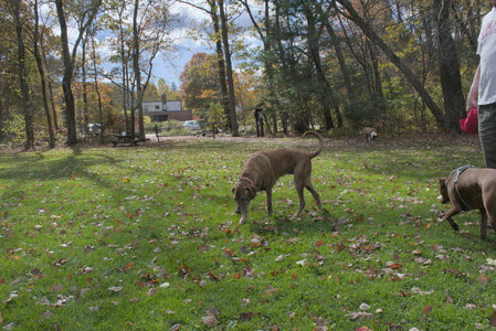 20251025_kitties and dog park with Imby__DSC0069_.jpg