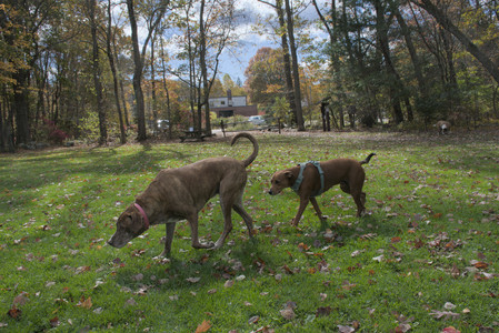 20251025_kitties and dog park with Imby__DSC0070_.jpg