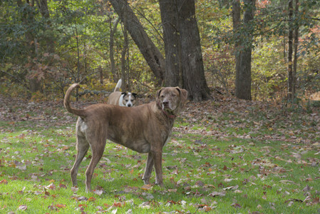 20251025_kitties and dog park with Imby__DSC0071_.jpg
