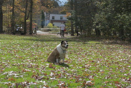 20251025_kitties and dog park with Imby__DSC0074_.jpg