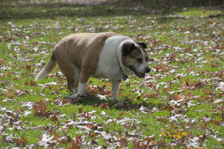 20251025_kitties and dog park with Imby__DSC0075_.jpg
