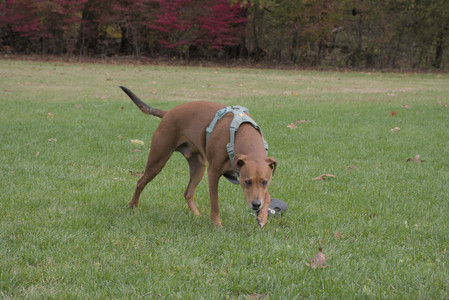 20251025_kitties and dog park with Imby__DSC0076_.jpg
