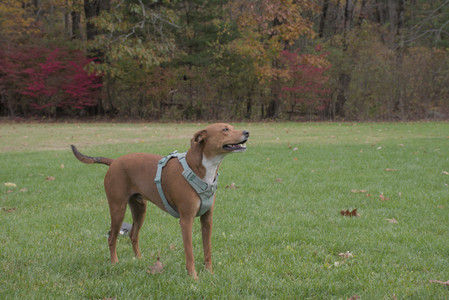 20251025_kitties and dog park with Imby__DSC0077_.jpg