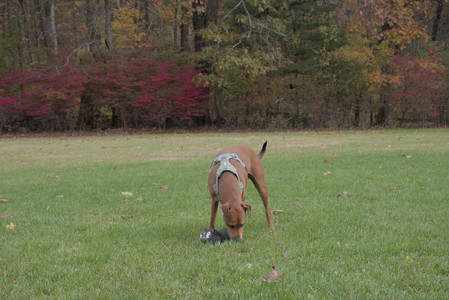 20251025_kitties and dog park with Imby__DSC0078_.jpg