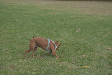 20251025_kitties and dog park with Imby__DSC0080_.jpg