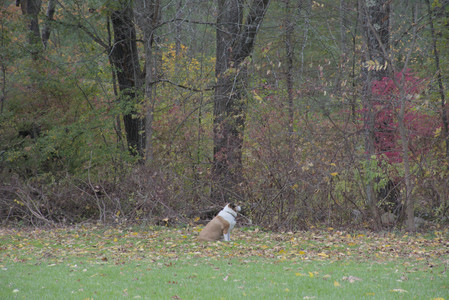 20251025_kitties and dog park with Imby__DSC0081_.jpg