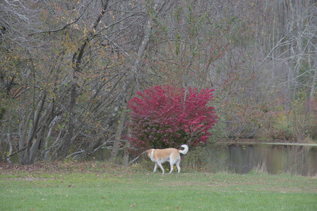 20251025_kitties and dog park with Imby__DSC0082_.jpg