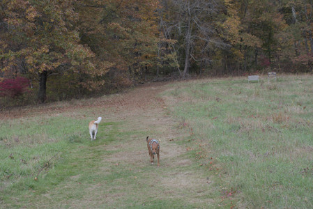 20251025_kitties and dog park with Imby__DSC0083_.jpg