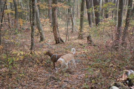 20251025_kitties and dog park with Imby__DSC0095_.jpg