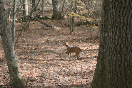 20251025_kitties and dog park with Imby__DSC0096_.jpg