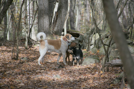 20251025_kitties and dog park with Imby__DSC0097_.jpg