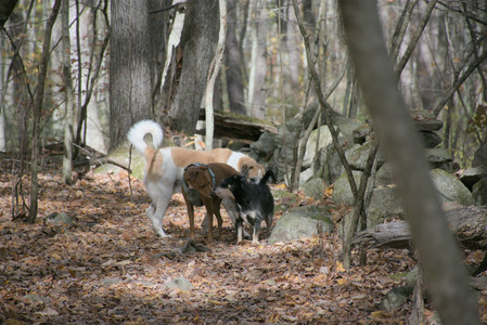 20251025_kitties and dog park with Imby__DSC0098_.jpg
