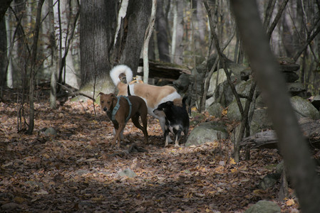 20251025_kitties and dog park with Imby__DSC0099_.jpg
