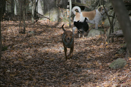 20251025_kitties and dog park with Imby__DSC0100_.jpg