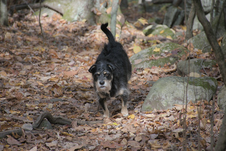 20251025_kitties and dog park with Imby__DSC0101_.jpg