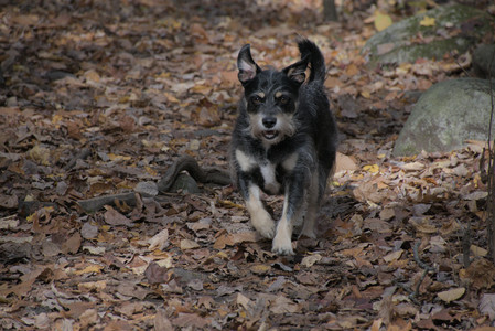 20251025_kitties and dog park with Imby__DSC0102_.jpg