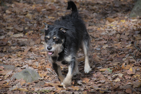 20251025_kitties and dog park with Imby__DSC0103_.jpg