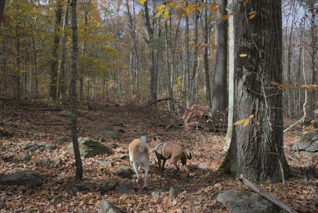 20251025_kitties and dog park with Imby__DSC0104_.jpg