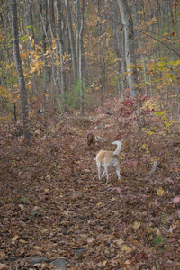 20251025_kitties and dog park with Imby__DSC0107_.jpg