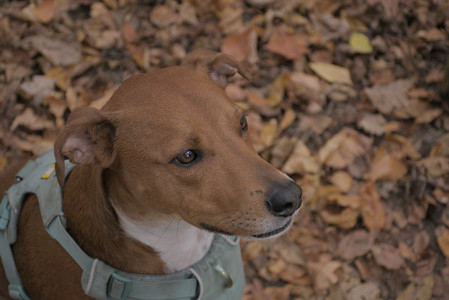 20251025_kitties and dog park with Imby__DSC0109_.jpg