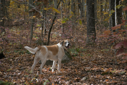 20251025_kitties and dog park with Imby__DSC0111_.jpg