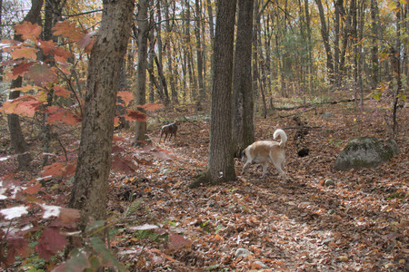 20251025_kitties and dog park with Imby__DSC0113_.jpg