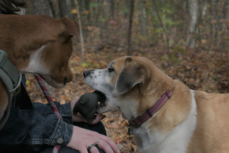 20251025_kitties and dog park with Imby__DSC0116_.jpg